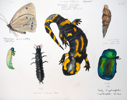 Peter Gulian Bioillustrations