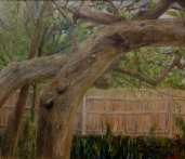 Ealing garden– oil painting by Peter Gulian